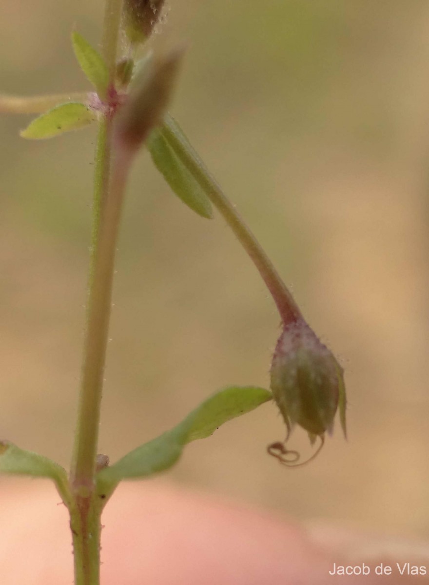 Lindernia srilankana L.H.Cramer & Philcox